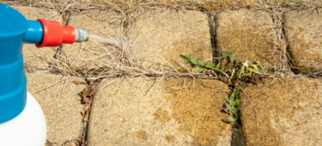 Make your own weed herbicide with boric acid